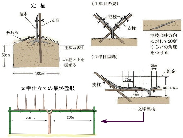teisyoku-itimonnji.jpg