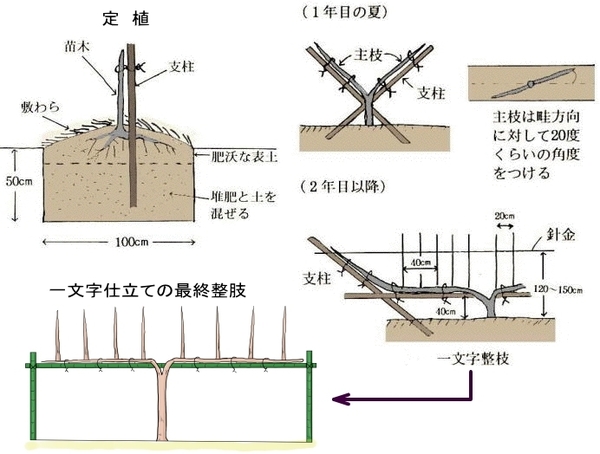 teisyoku-itimonnji.jpg
